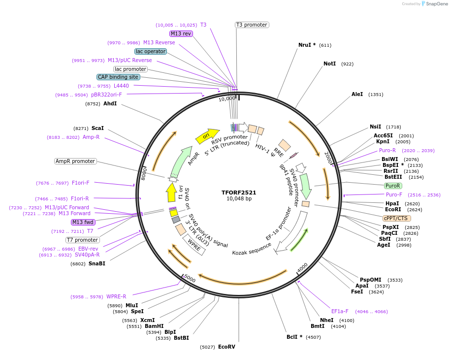 142319-plasmid-map-sequence-id-427313