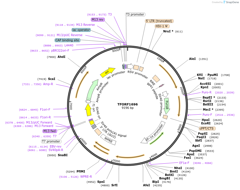 143968-plasmid-map-sequence-id-427314