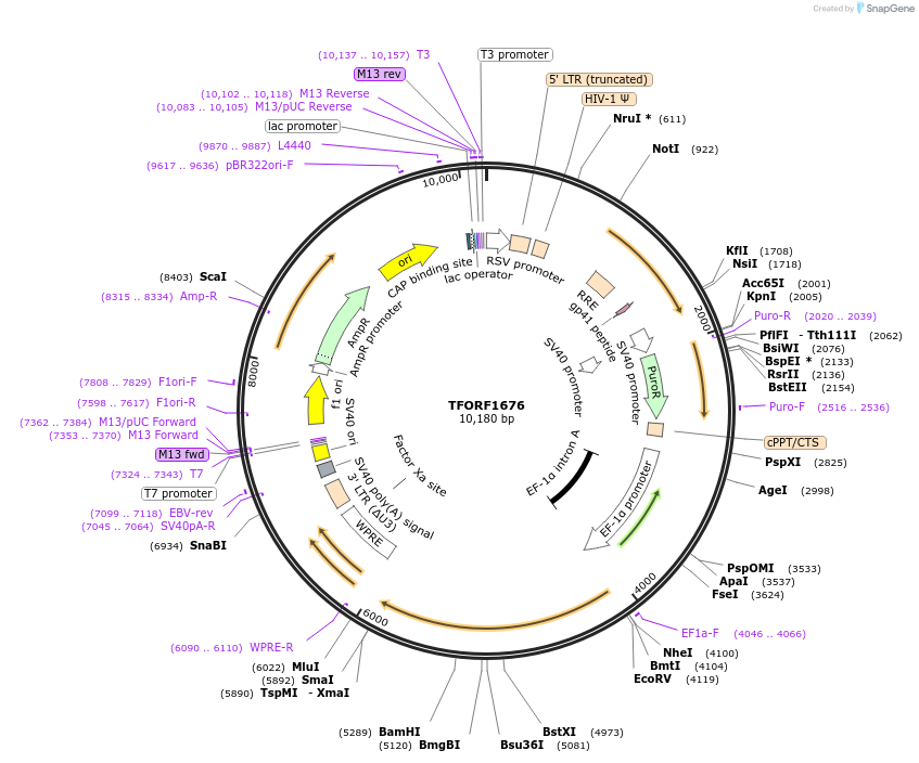 143832-plasmid-map-sequence-id-427315