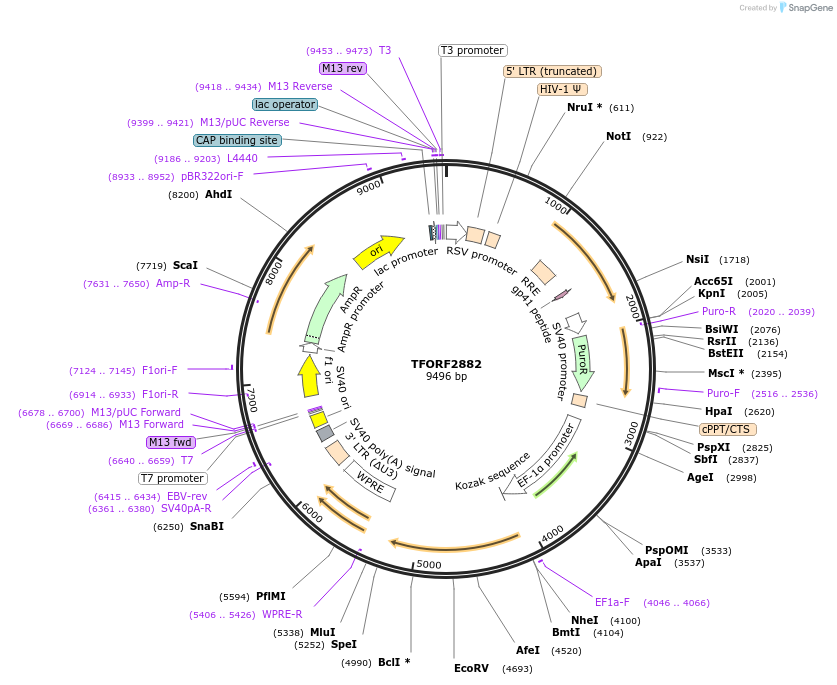 143653-plasmid-map-sequence-id-427316