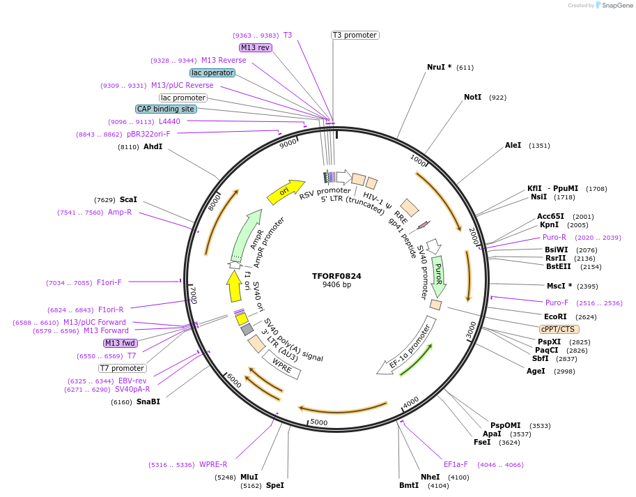 142695-plasmid-map-sequence-id-427317