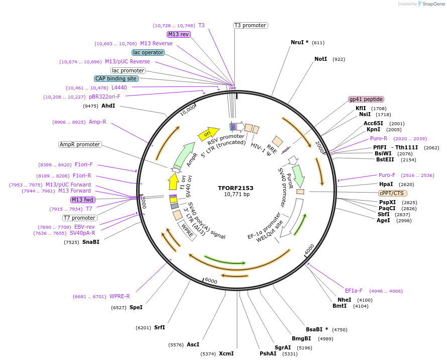 141946-plasmid-map-sequence-id-427318