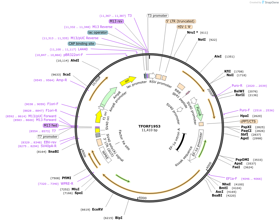142897-plasmid-map-sequence-id-427319