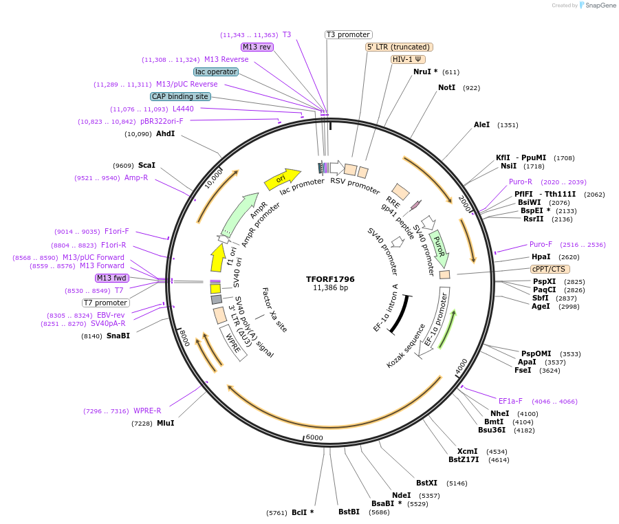 143316-plasmid-map-sequence-id-427321