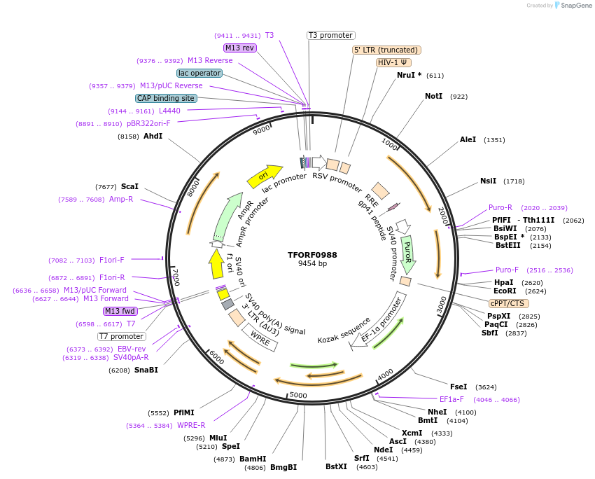 143455-plasmid-map-sequence-id-427322