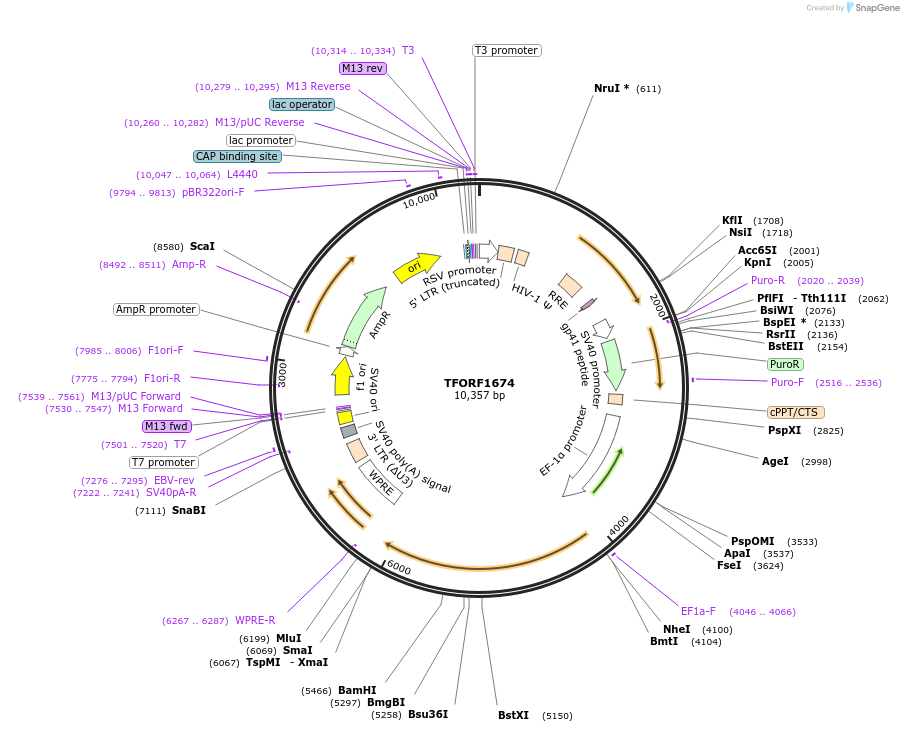 142369-plasmid-map-sequence-id-427325