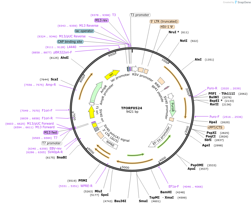 141634-plasmid-map-sequence-id-427326