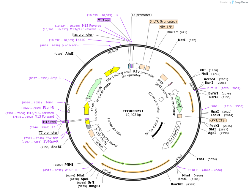 142565-plasmid-map-sequence-id-427327