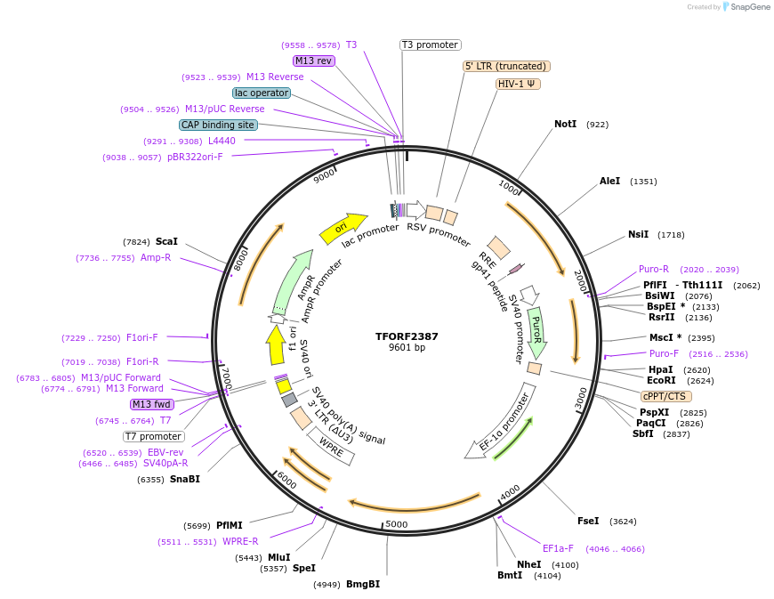 144019-plasmid-map-sequence-id-427328