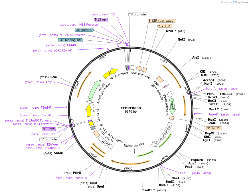 142668-plasmid-map-sequence-id-427329