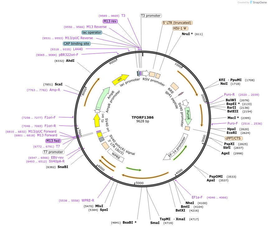 142387-plasmid-map-sequence-id-427330