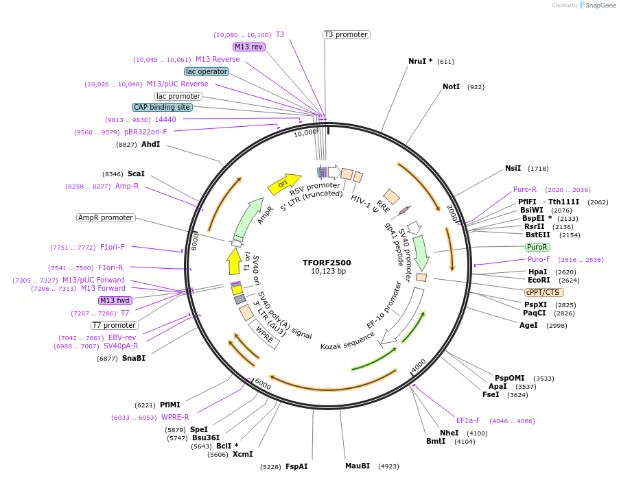 142117-plasmid-map-sequence-id-427332