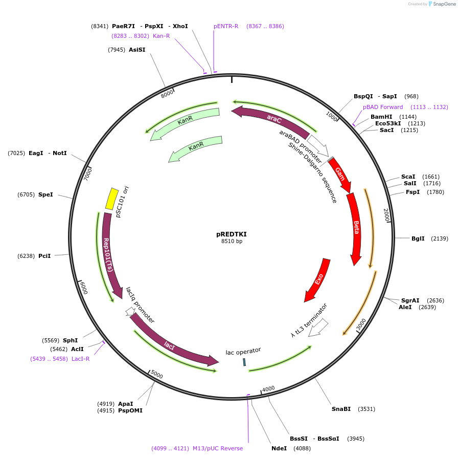 51628-plasmid-map-sequence-id-427343