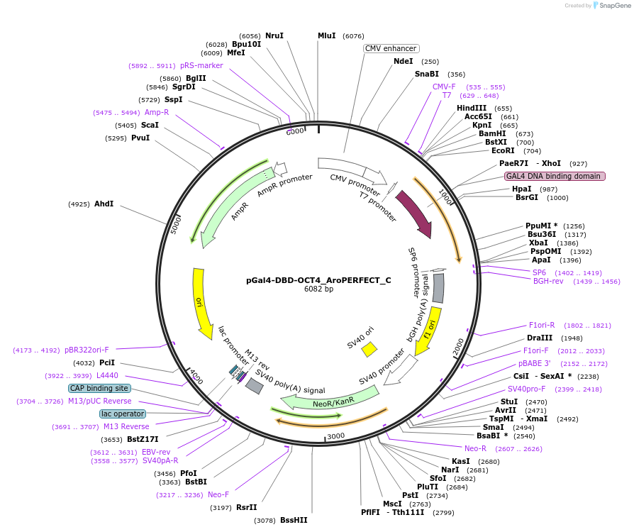 215625-plasmid-map-sequence-id-427347