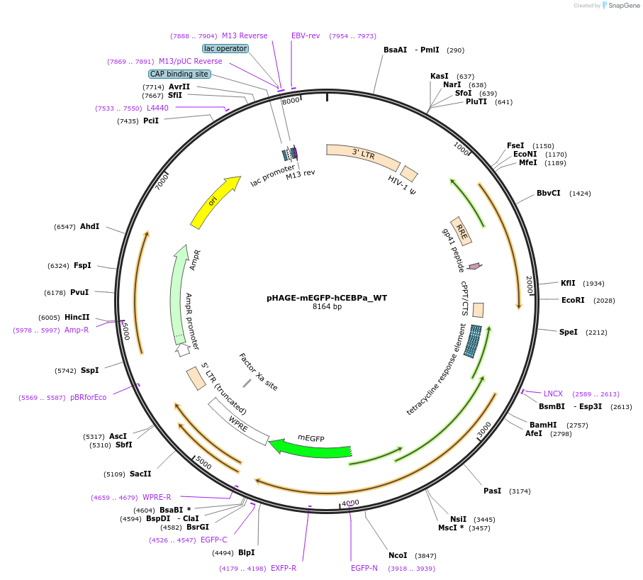 215613-plasmid-map-sequence-id-427348