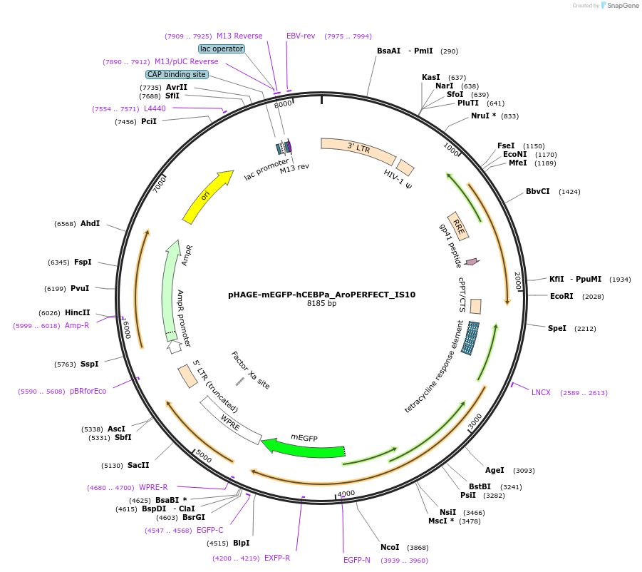 215616-plasmid-map-sequence-id-427349
