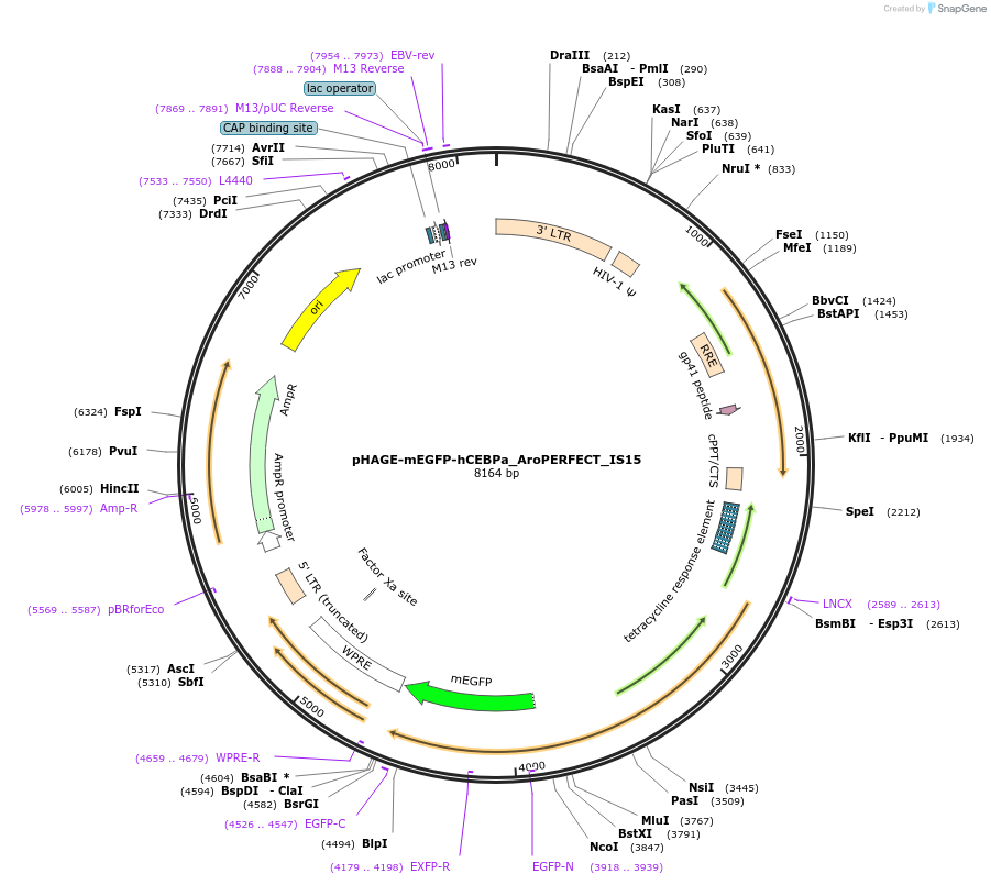 215615-plasmid-map-sequence-id-427353