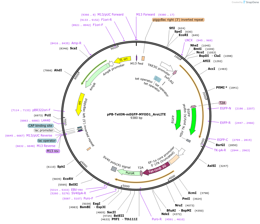 215618-plasmid-map-sequence-id-427354