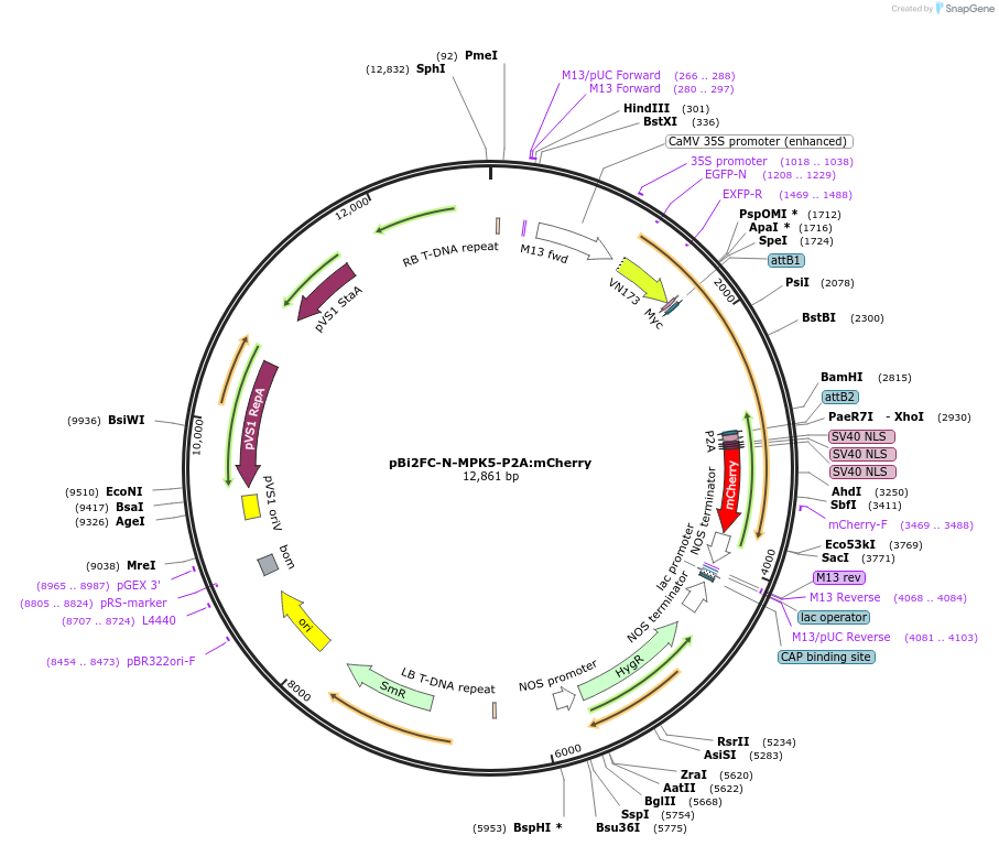 216136-plasmid-map-sequence-id-427362