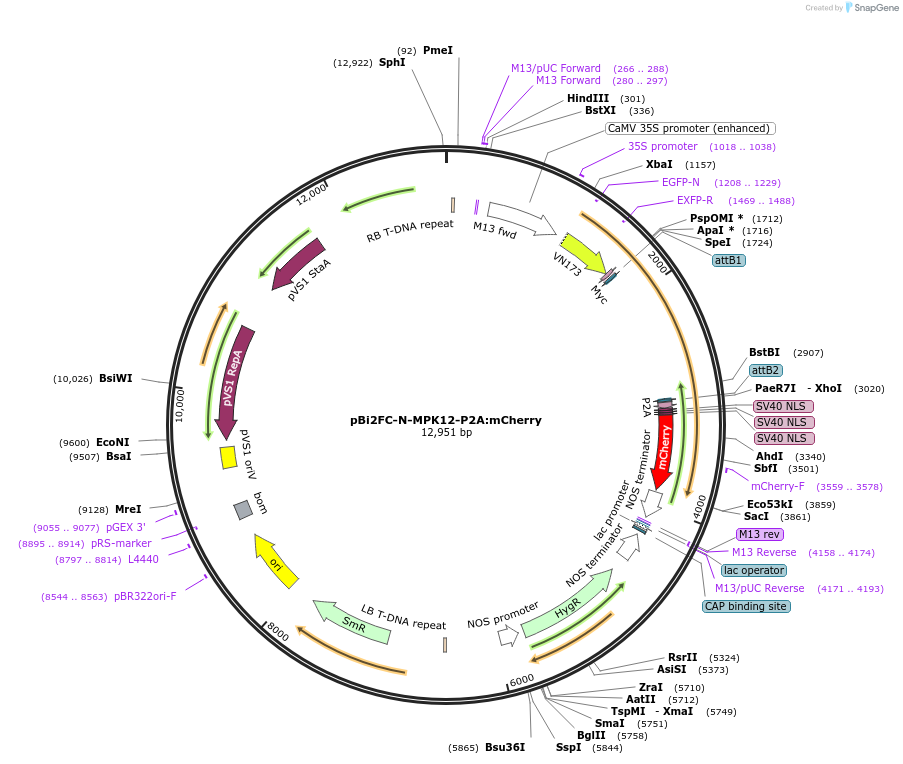 216139-plasmid-map-sequence-id-427363
