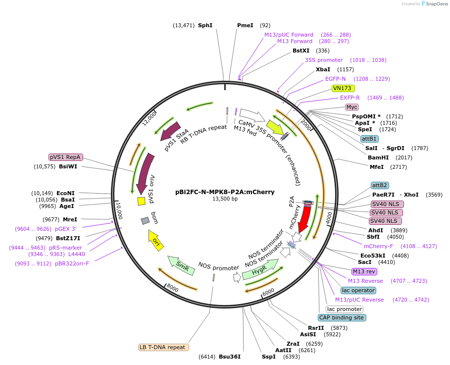 216138-plasmid-map-sequence-id-427364