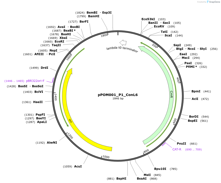 216426-plasmid-map-sequence-id-427365