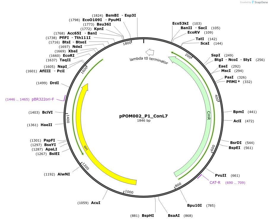 216427-plasmid-map-sequence-id-427366