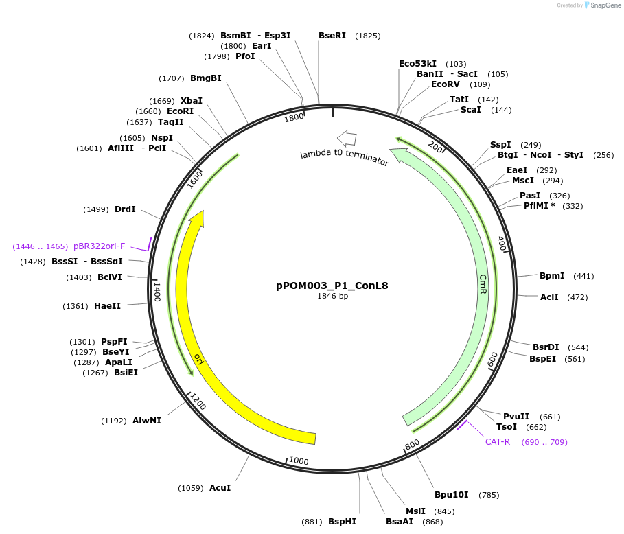 216428-plasmid-map-sequence-id-427367