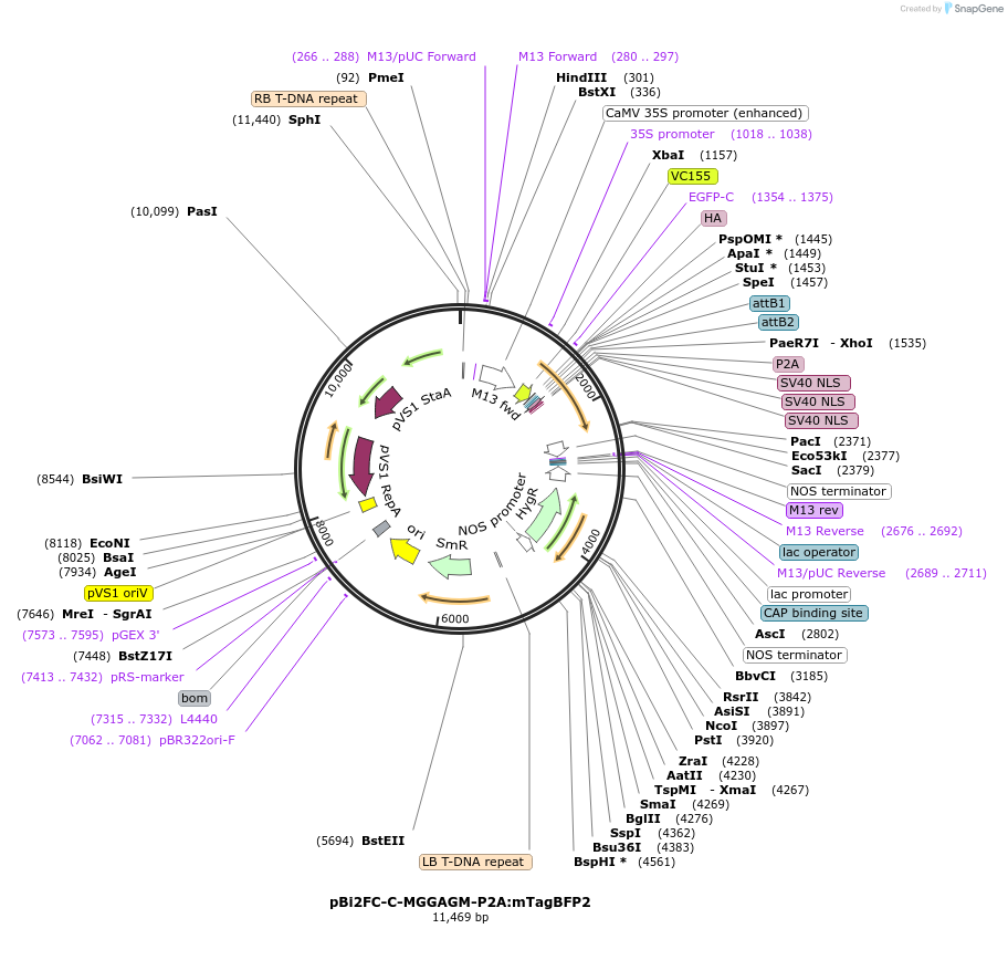 216141-plasmid-map-sequence-id-427368