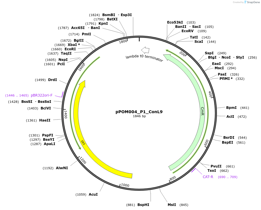216429-plasmid-map-sequence-id-427369