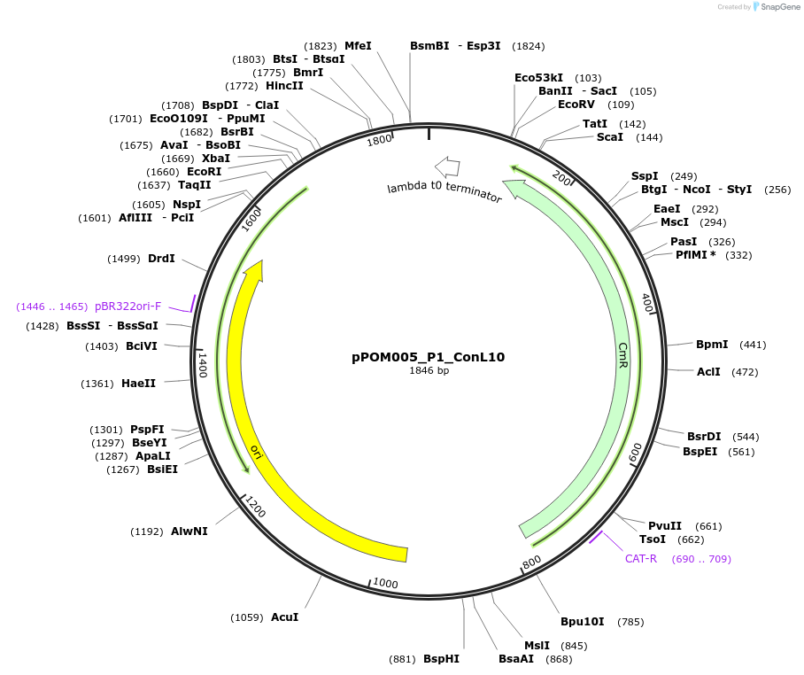 216430-plasmid-map-sequence-id-427370