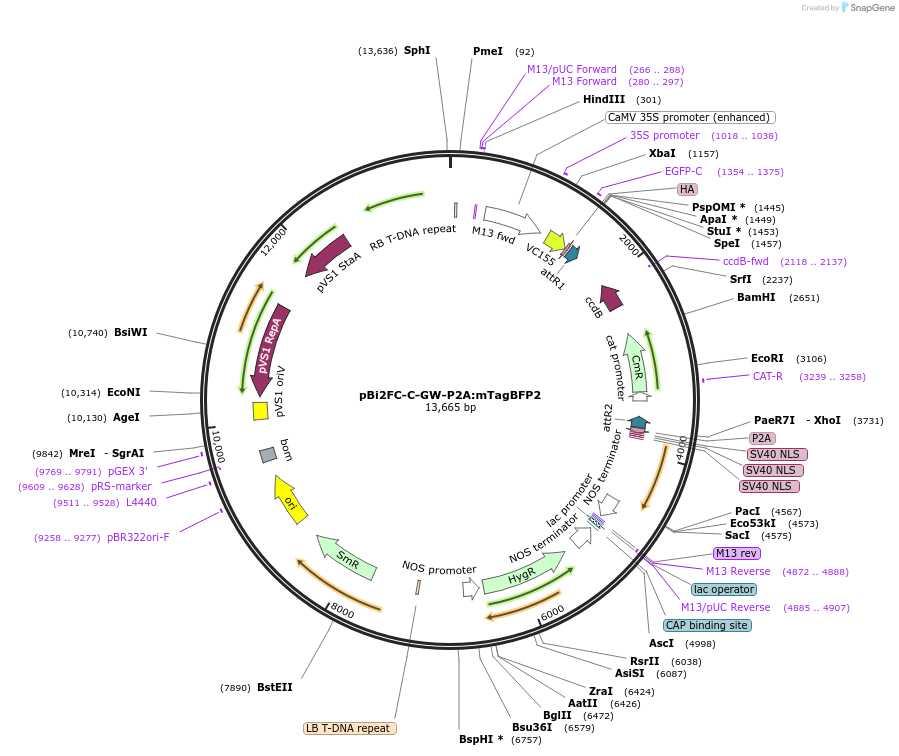 216143-plasmid-map-sequence-id-427371