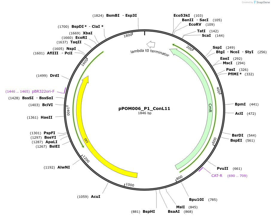216431-plasmid-map-sequence-id-427372