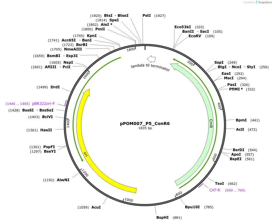 216432-plasmid-map-sequence-id-427375