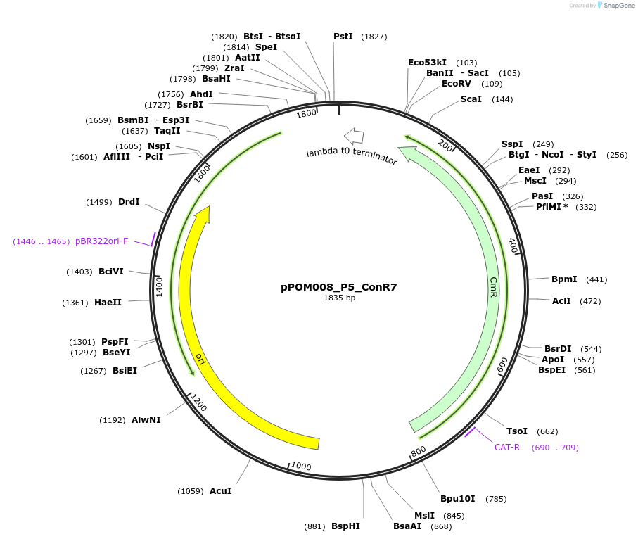 216433-plasmid-map-sequence-id-427376