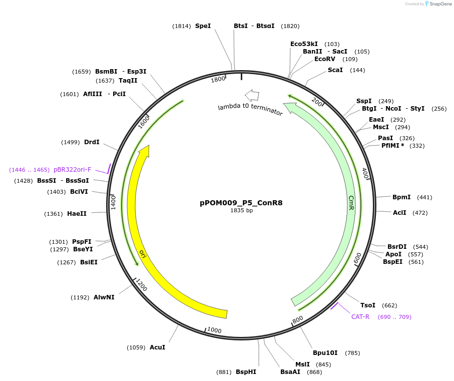 216434-plasmid-map-sequence-id-427378