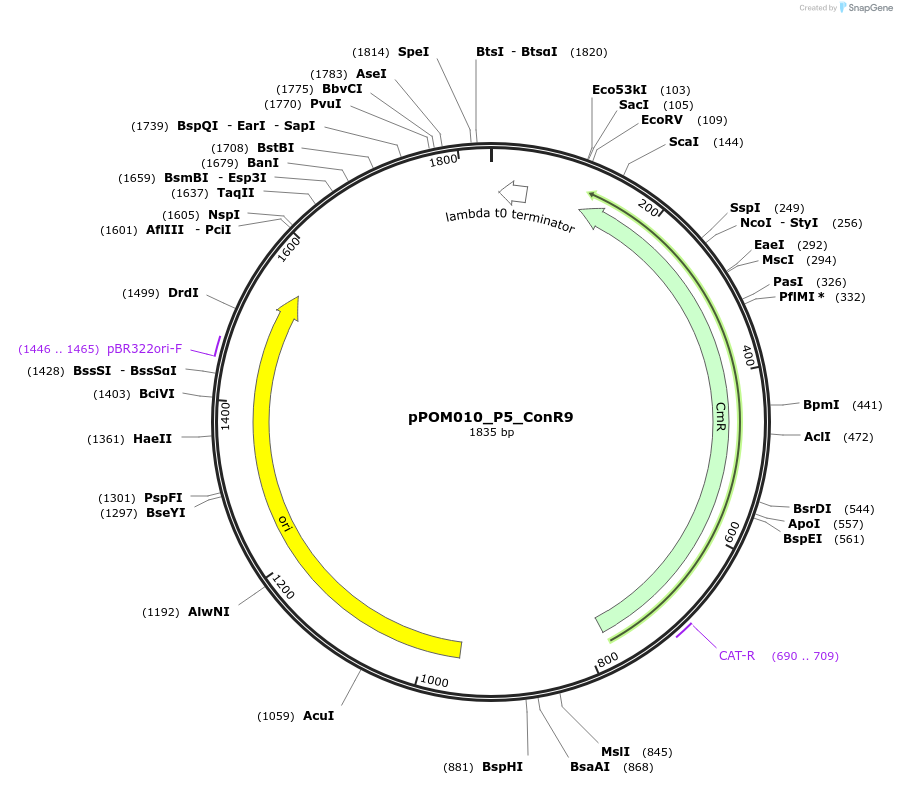 216435-plasmid-map-sequence-id-427379