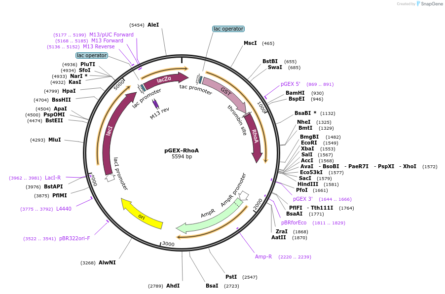 12202-plasmid-map-sequence-id-427380