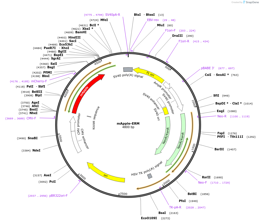 217377-plasmid-map-sequence-id-427381