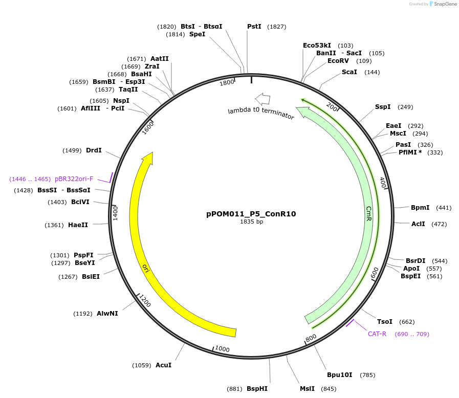 216436-plasmid-map-sequence-id-427382