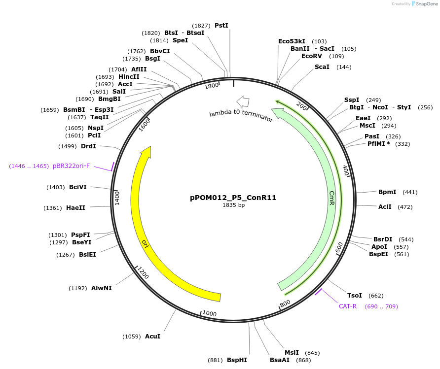 216437-plasmid-map-sequence-id-427383