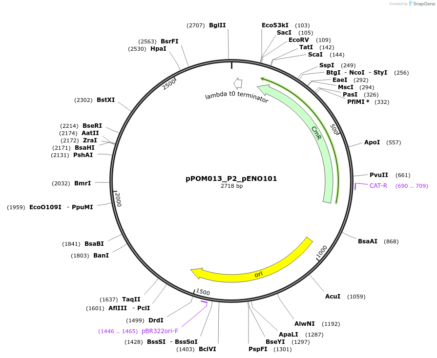 216438-plasmid-map-sequence-id-427384