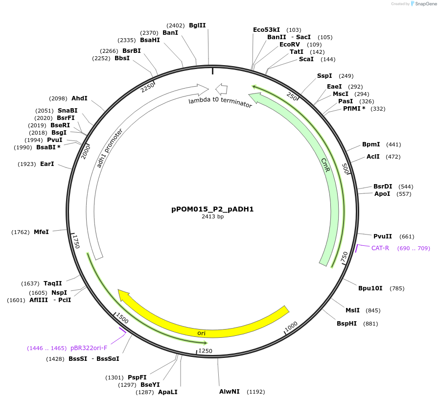 216440-plasmid-map-sequence-id-427385