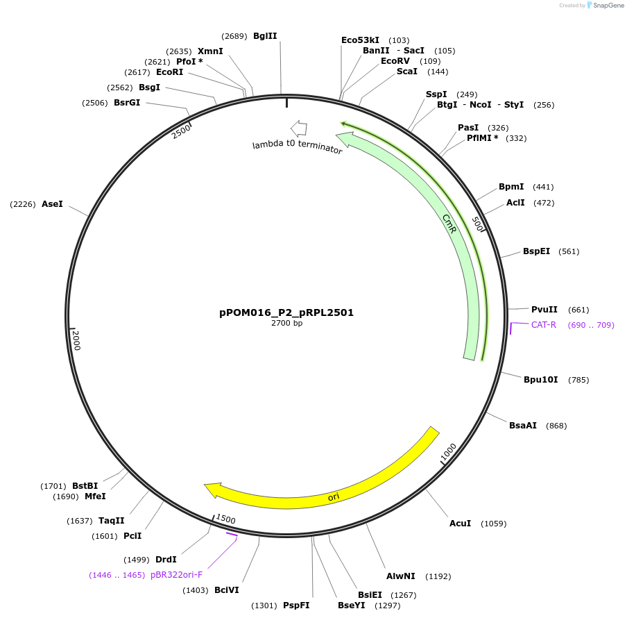 216441-plasmid-map-sequence-id-427386