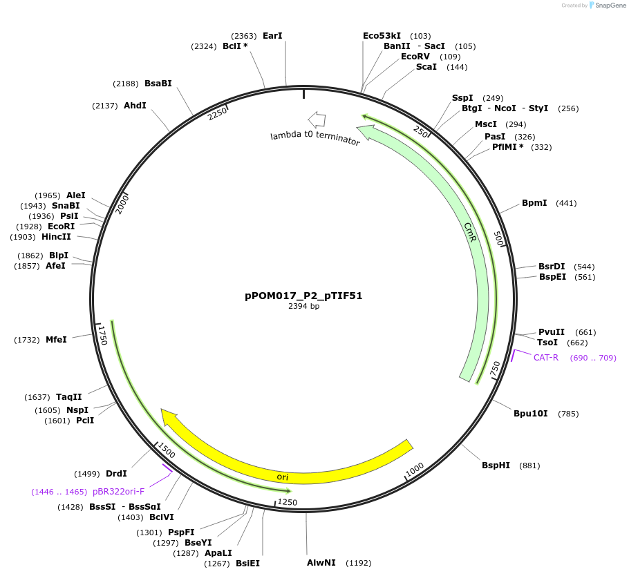 216442-plasmid-map-sequence-id-427387