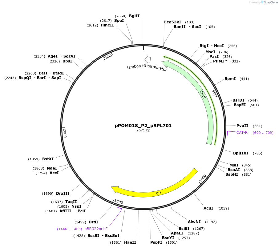 216443-plasmid-map-sequence-id-427388