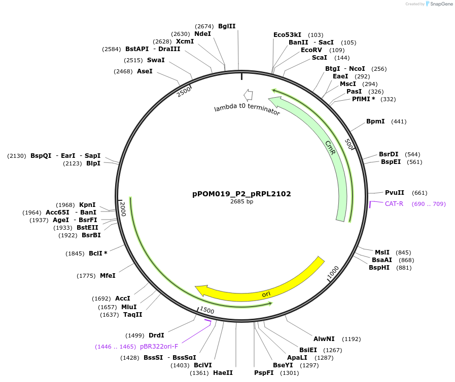 216444-plasmid-map-sequence-id-427390