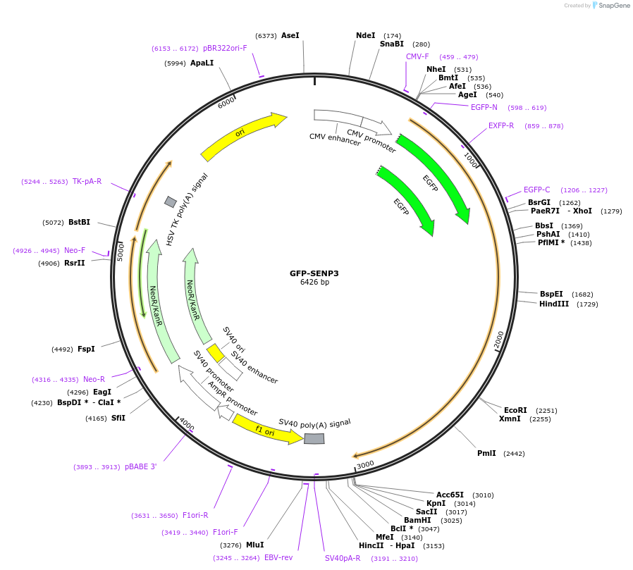 34554-plasmid-map-sequence-id-427399