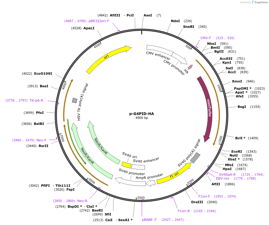 209639-plasmid-map-sequence-id-427418