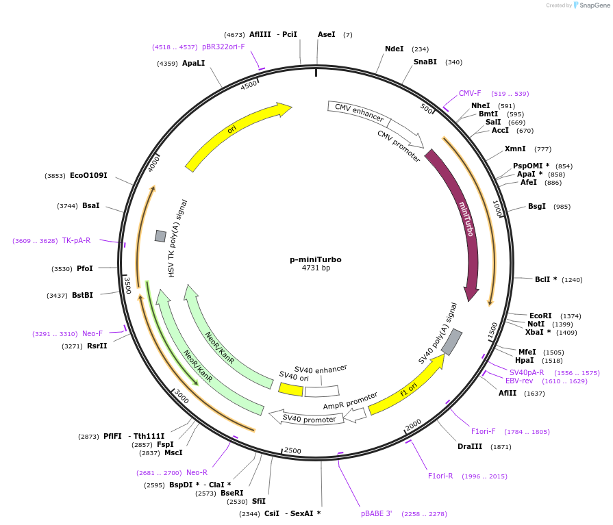 209636-plasmid-map-sequence-id-427419